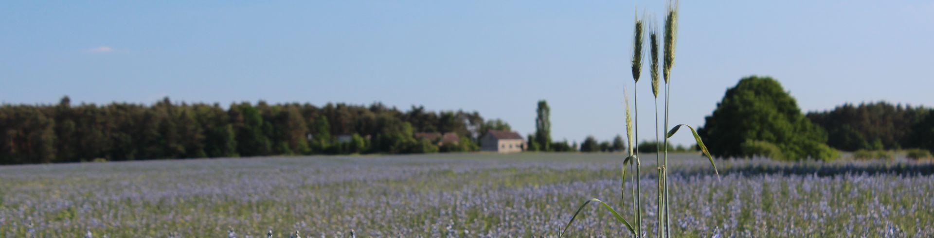 blaublühende Pflanzen auf Feld, drei Getreidehalme im Vordergrund
